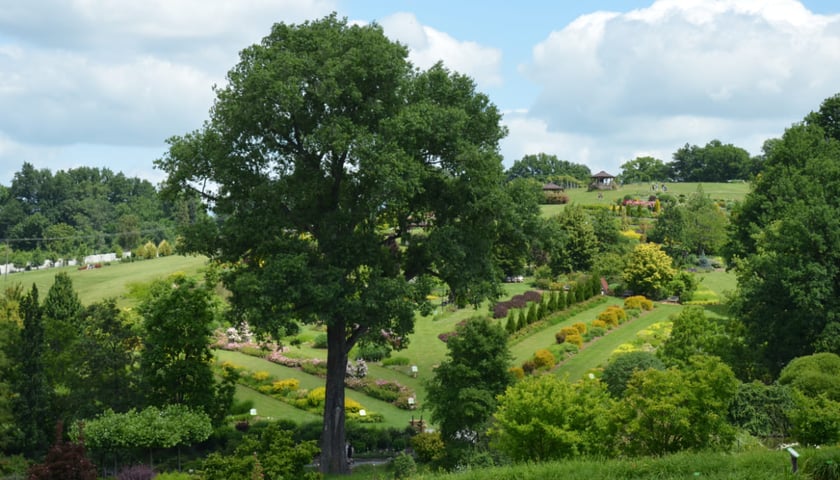 Arboretum Wojsławice, czerwiec 2025
