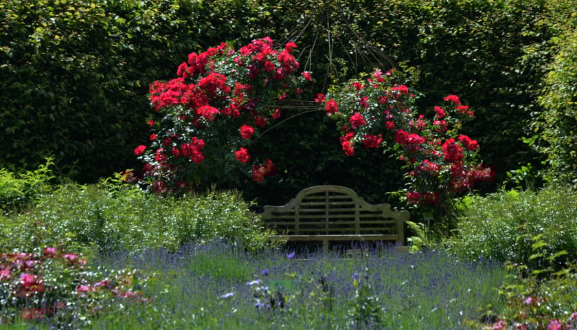 Arboretum Wojsławice, czerwiec 2025