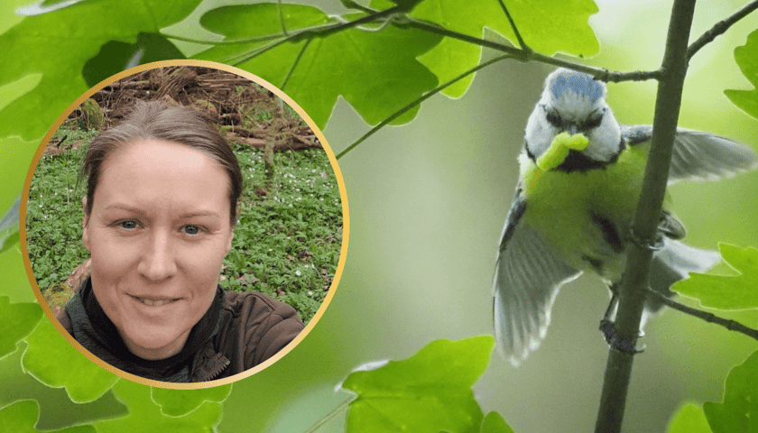 Kolaż dwóch zdjęć. na jednym dr Marta Cholewa, na drugim modraszka wśród zieleni 