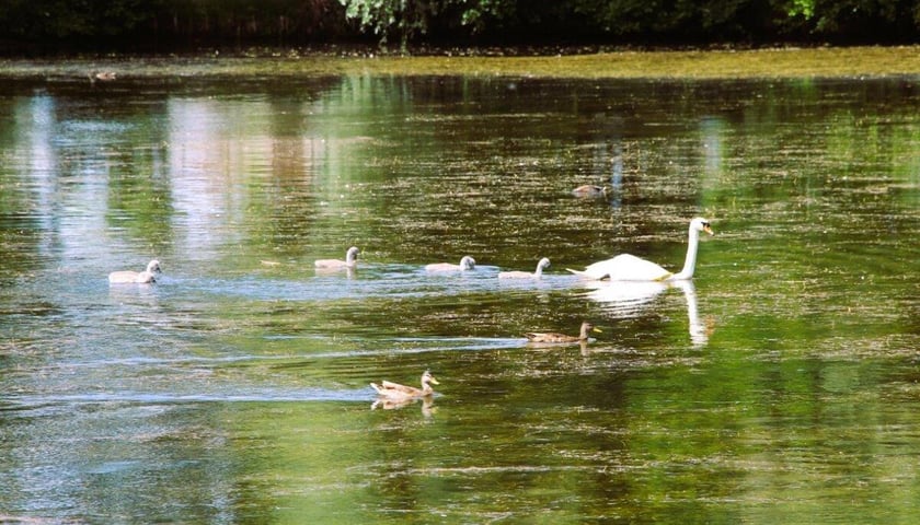 Łowisko Park Glinianki we Wrocławiu