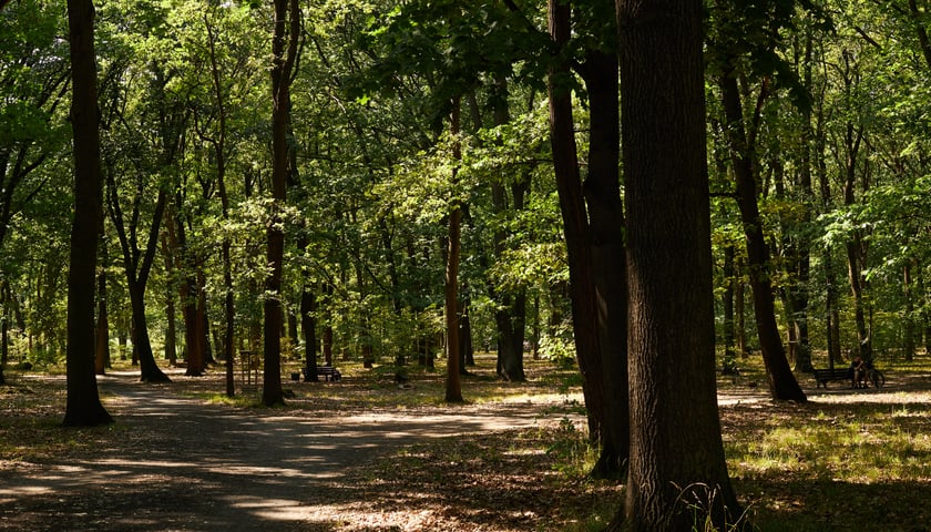 Park Zachodni we Wrocławiu