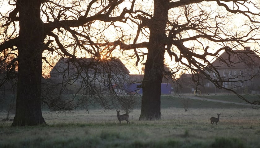 Pola Irygacyjne we Wrocławiu.