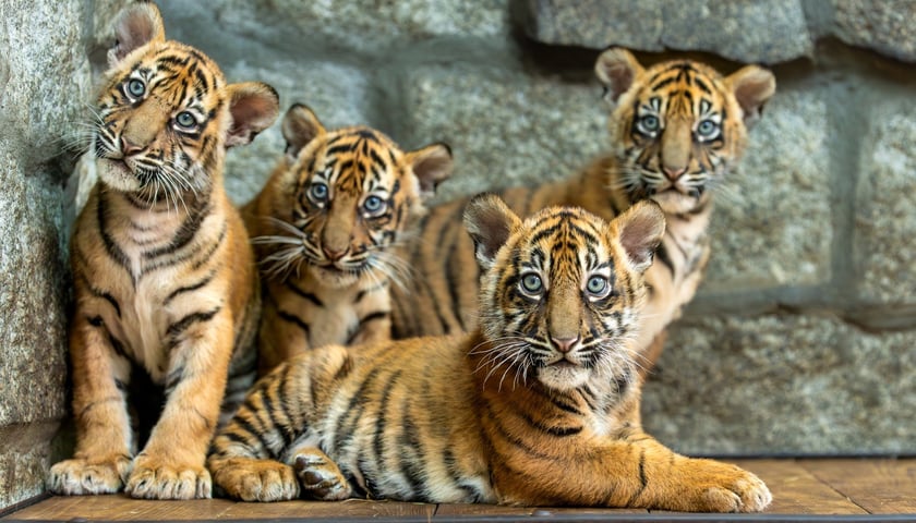 Tygryski-czworaczki, które przyszły na świat we wrocławskim zoo. Były sensacją na skalę światową! We wtorek 22.07 skończą równo rok