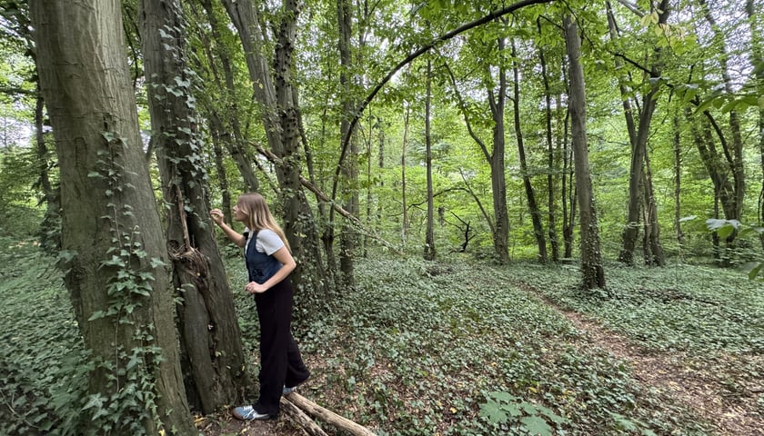 Gra Geocaching w jednym z wrocławskich parków