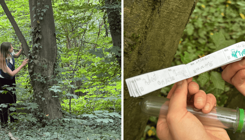 Kolaż 2 zdjęć dotyczących gry Geocaching w parku - gra, która polega na odnajdywaniu ukrytych "skarbów". Na pierwszym zdjęciu dziewczyna przy drzewie, na drugim zbliżenie na dłonie i dziennik znalezisk
