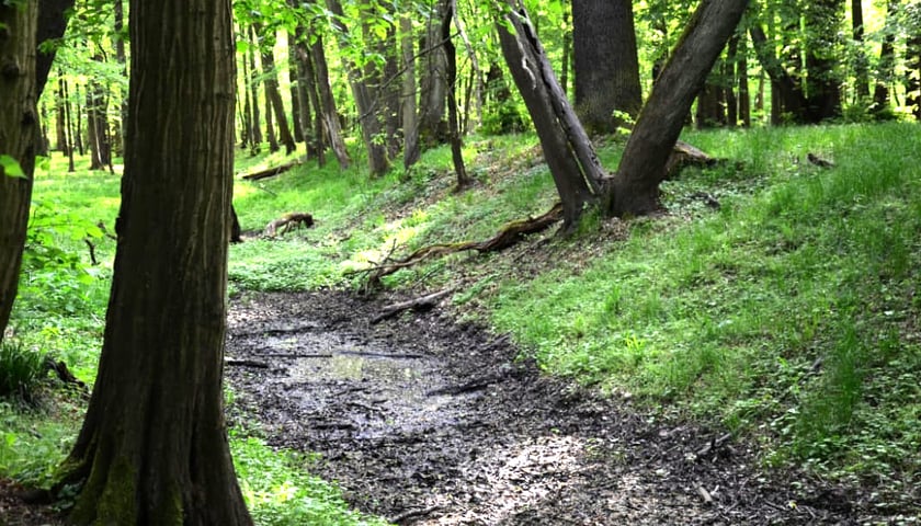 Las Strachociński, nazywany też Smoczym Lasem