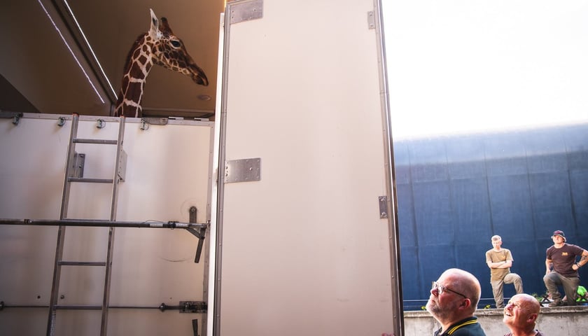 Żyrafa siatkowana Inuka z wrocławskiego zoo na chwilę przed wyruszeniem w podróż