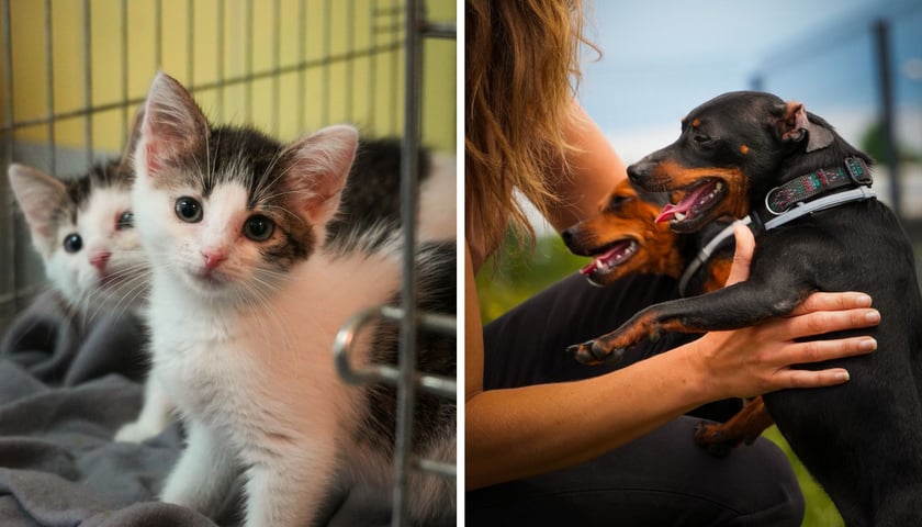 Koty i psy do adopcji z wrocławskiego schroniska dla zwierząt