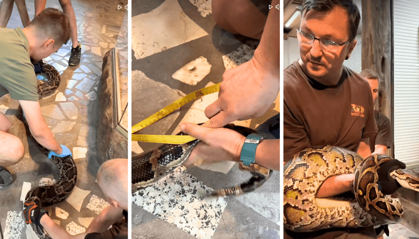 Pracownicy ZOO mierzą węża dusiciela. Zestawienie trzech zdjęć
