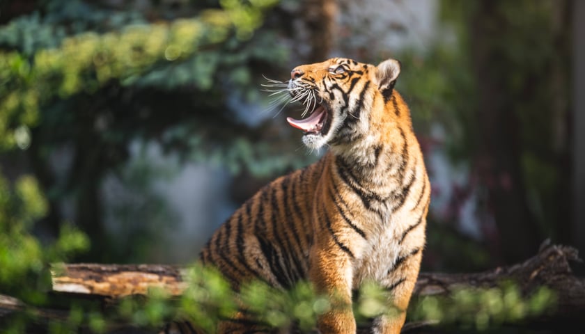 Jeden z tygrysów-czworaczków z wrocławskiego zoo