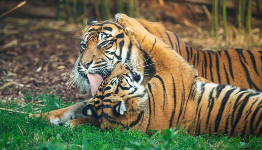 Pierwsze urodziny tygrysów-czworaczków z wrocławskiego zoo