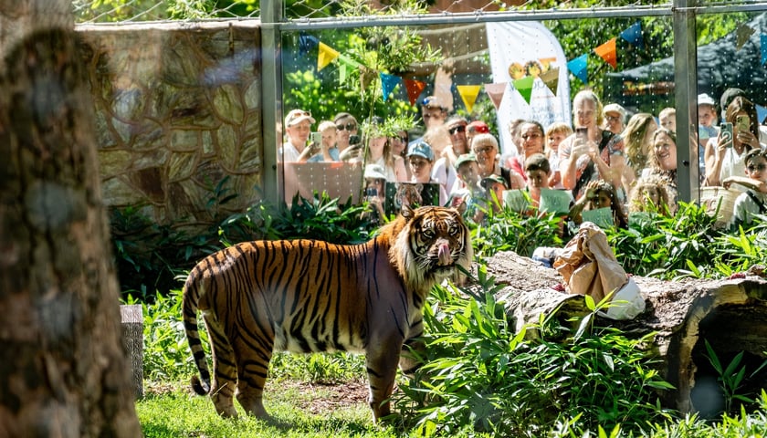 Pierwsze urodziny tygrysów-czworaczków z wrocławskiego zoo