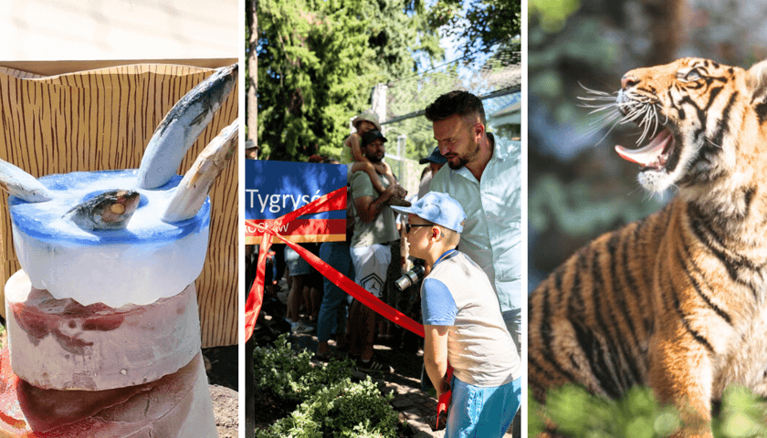 Kolaż 3 zdjęć z urodzin tygrysów-czworaczków we wrocławskim zoo. od lewej tort rybny, odsłonięcie Skweru Czterech Tygrysów, jeden z czworaczków