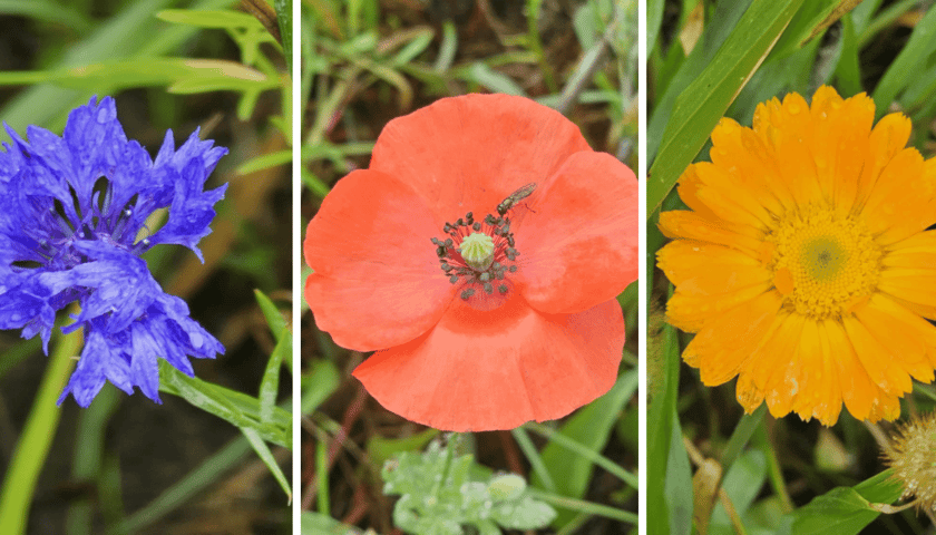 Kolaż 3 zdjęć przedstawiających kwiaty polne rosnące na łące kwietnej przy ul. Lechitów. Od lewej: chaber, mak i nagietek