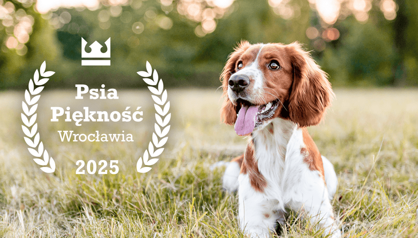 Pies leży na łące, po lewej stronie logotyp konkursu Psia Piękność Wrocławia 2025 (zdjęcie ilustracyjne)