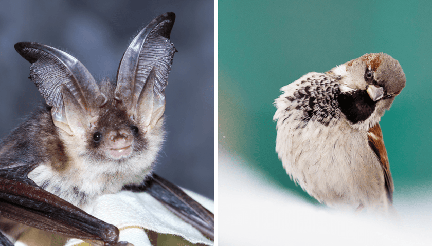 Na zdjęciu od lewej  nietoperz gacek , dalej wróbel