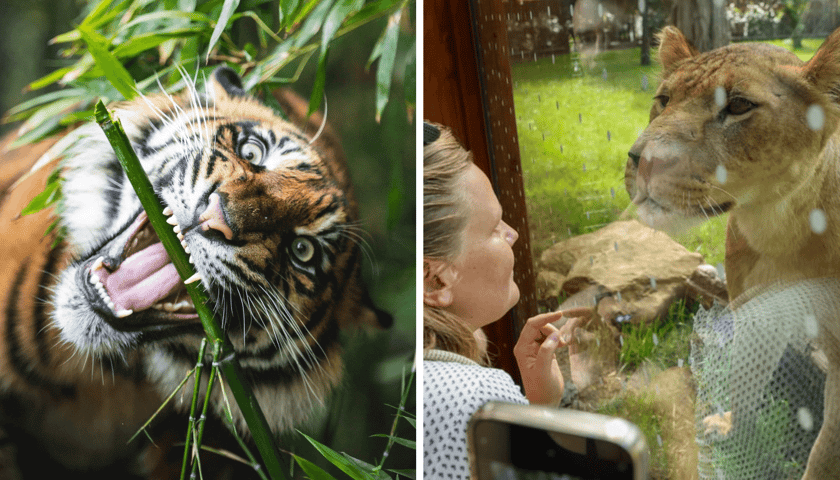 Kolaż 2 zdjęć. Tygrys sumatrzański i jedna z lwic - dzikie koty z wrocławskiego zoo