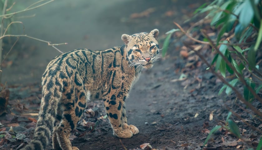 Na zdjęciu pantera mglista w zoo