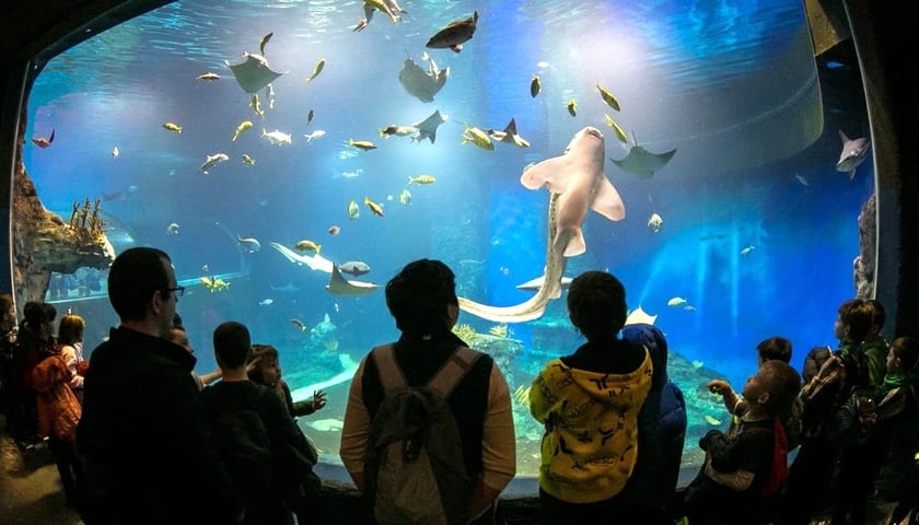 Afrykarium we Wrocławskim zoo - ryby za wielką szklaną szybą, na pierwszym planie sylwetki zwiedzających