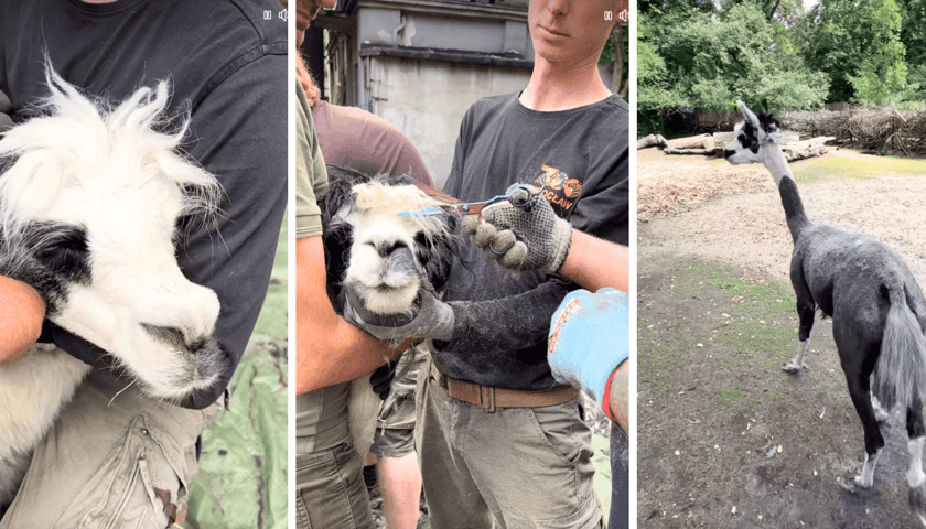 Kolaż 3 zdjęć złożonych z kadrów filmu ze strzyżenia alpak we wrocławskim zoo