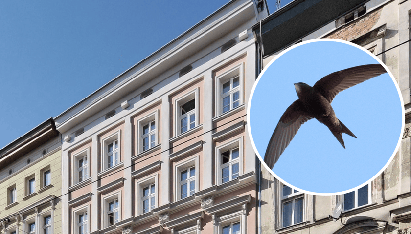 Kolaż 2 zdjęć. W tle kamienica przy ul. Prądzyńskiego we Wrocławiu. Tuż pod dachem zamieszczono budki dla jerzyków, w kółku jerzyk w locie