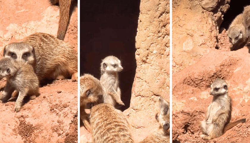 Kolaż 3 zdjęć przedstawiających młode i dorosłe surykatki z wrocławskiego zoo