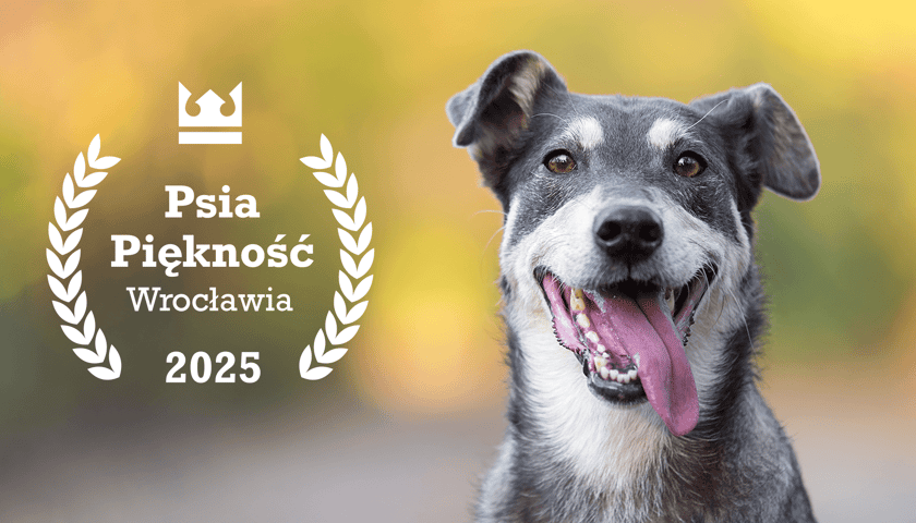 Pies na łące, po lewej stronie logotyp konkursu Psia Piękność Wrocławia 2025 (zdjęcie ilustracyjne)