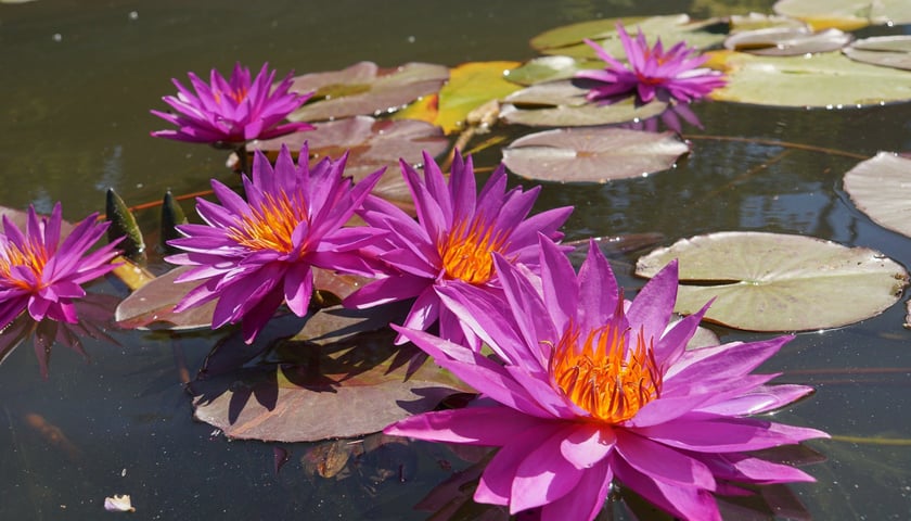 Nenufary, czyli grzybienie w Ogrodzie Botanicznym