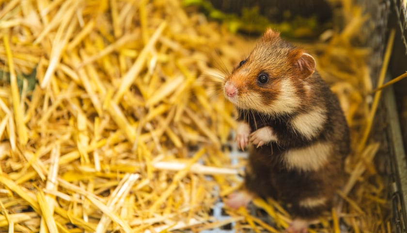 Chomiki europejskie z wrocławskiego zoo
