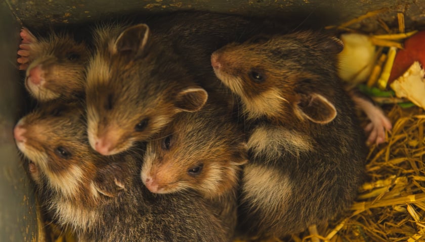5 młodych chomików europejskich, które przyszły na świat we wrocławskim zoo. Gdy podrosną, będą ważyć nawet 1 kg