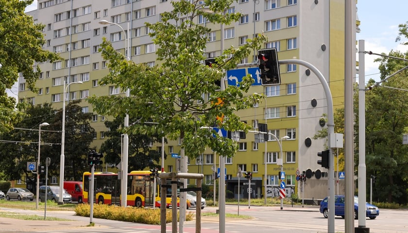 Jedna z lip posadzonych przy ul. Popowickiej, podczas budowy linii tramwajowej, ma już ponad trzy metry i dalej rośnie.