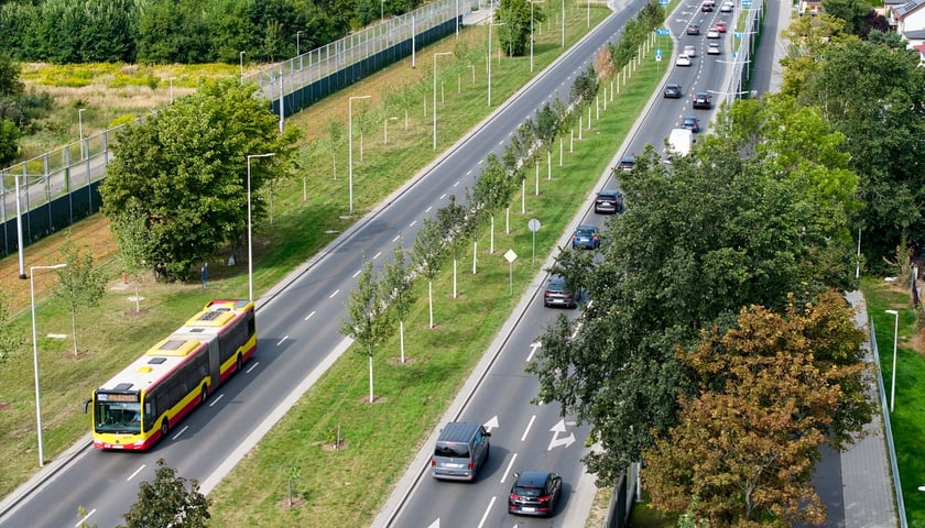 Szpaler młodych drzew posadzonych przy ul. Kosmonautów. Drzewa świetnie się przyjęły i już dziś zielenią się w pasie pomiędzy ruchliwymi jezdniami.