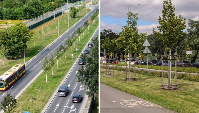 Z lewej szpaler młodych drzew posadzonych przy ul. Kosmonautów, z prawej drzewa wzdłuż Alei Wielkiej Wyspy, pomiędzy drogą rowerową i jezdnią.