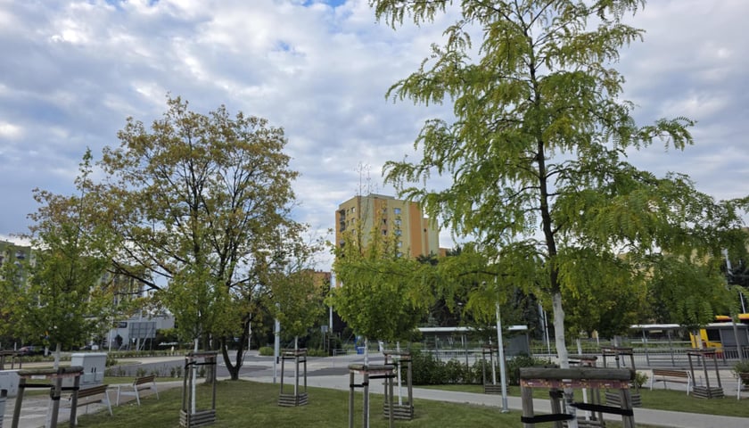 Drzewa rosnące na pętli tramwajowej na Nowym Dworze tworzą niewielki park. Posadzono je podczas budowy TAT na Nowy Dwór.
