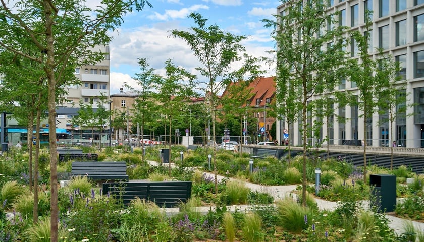 Młode drzewa i kwiaty rosnące na pl. Nowy Targ. Wcześniej był tu betonowy plac.