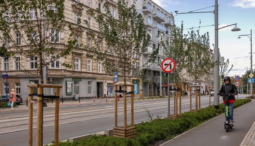 Młode drzewa posadzone podczas przebudowy ul. Pomorskiej rosną tu niecały rok, a już dają niewielki cień. Każdego roku będzie go więcej.