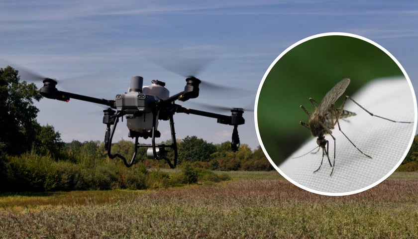 Dron, który wykorzystywany jest do odkomarzania, w kółeczku komar (zdjęcie ilustracyjne)