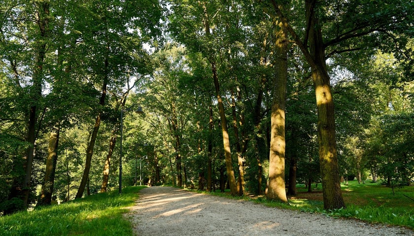 <p>Aleja dęb&oacute;w szypułkowych, Park Szczytnicki, ul. R&oacute;życkiego</p>