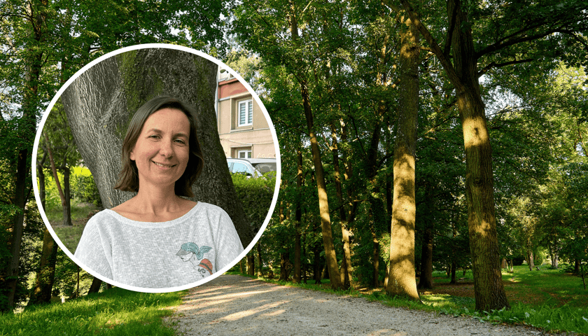 Najcenniejsze z cennych: drzewa-pomniki przyrody