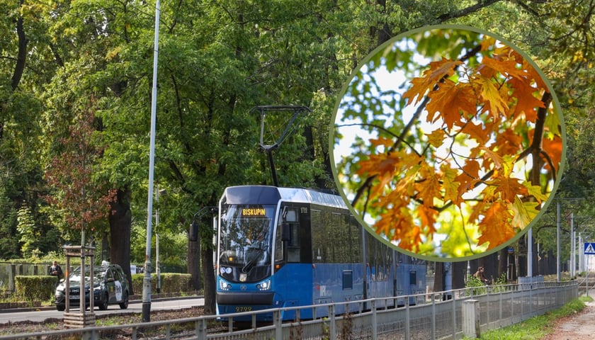 Dęby szypułkowe, ul Olszewskiego, jadący tramwaj