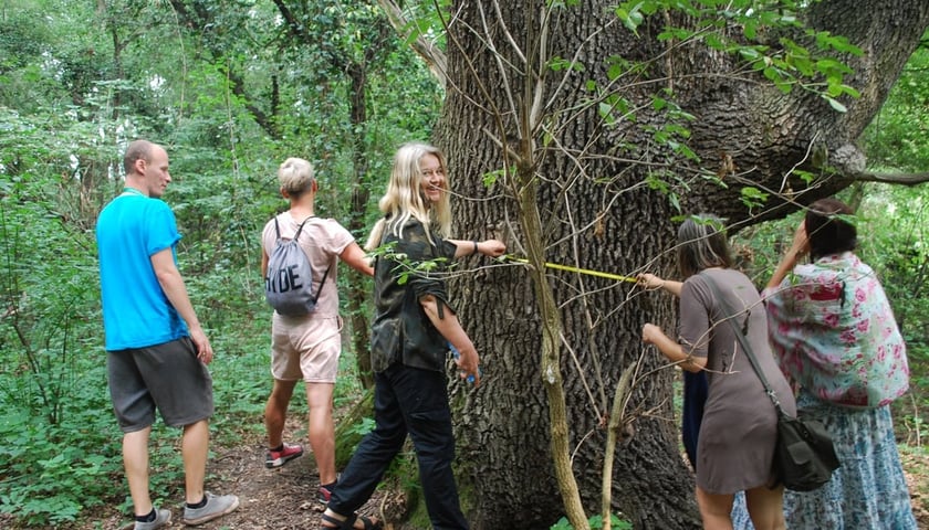 Dąb Strażnik w otoczeniu mieszkańców osiedla Kuźniki