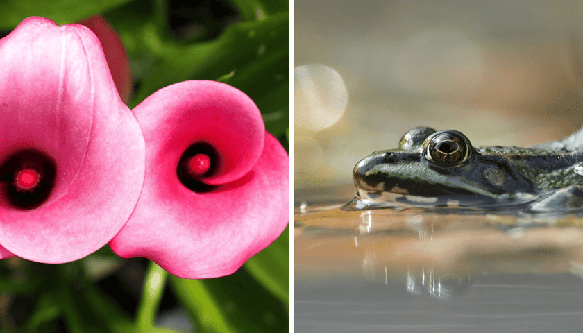 Kolaż 2 zdjęć zrobionych we wrocławskim Ogrodzie  Botanicznym: kwitnący kwiat i żaba do połowy zanurzona w wodzie