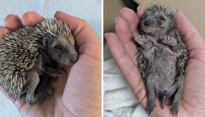 Na zdjęciu z lewej i z prawej jeżynka uratowana przez Ekostraż