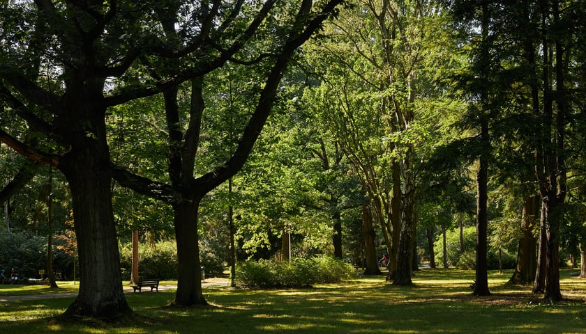 Drzewa w Parku Zachodnim we Wrocławiu.
