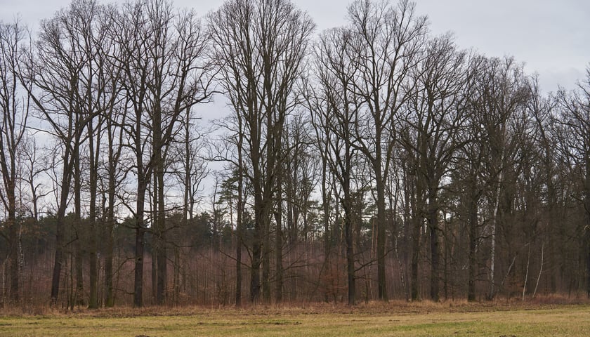 Las Ratyński we Wrocławiu.