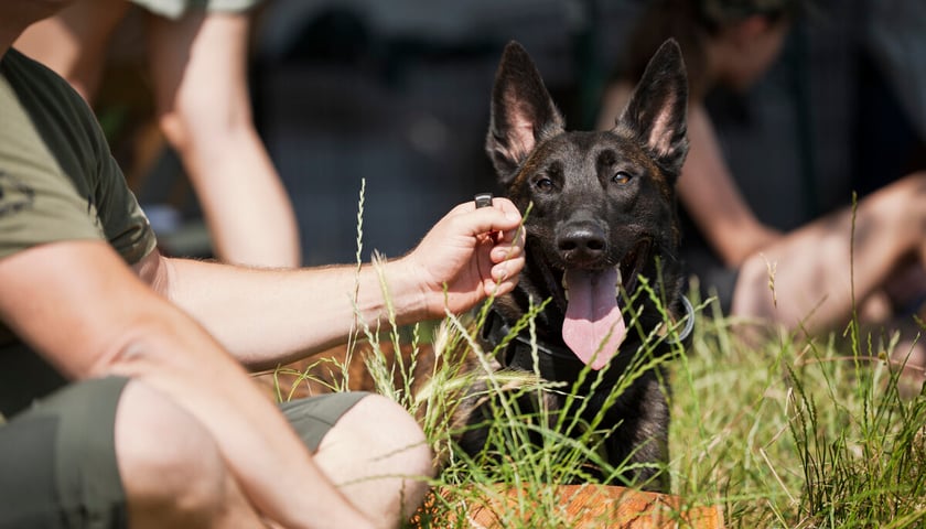Piknik z Grupą Ratuj w parku Grabiszyńskim, zdjęcie archiwalne z czerwca 2025