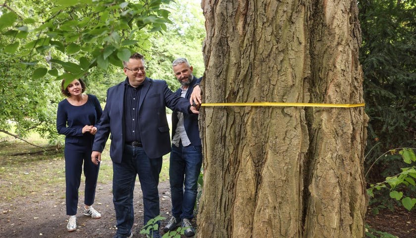 Kobieta i dwóch mężczyzn mierzą taśmą obwód pnia drzewa w parku. Małgorzata Demianowicz, Robert Suligowski i Bartłomiej Świerczewski przy wiązowcu zachodnim w Ogrodzie Staromiejskim przy ul. Teatralnej.
