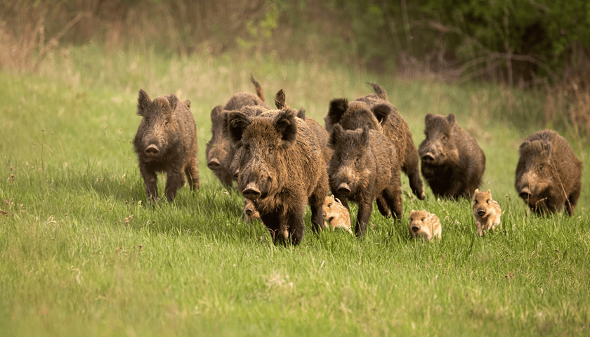 Stado dzików biegnie przez łąkę