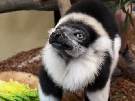 <p>Na zdjęciach wari czarno-biały w Zoo Wrocław</p>