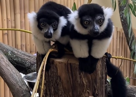 <p>Na zdjęciach wari czarno-biały w Zoo Wrocław</p>